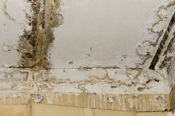 Best Air Quality Testing for Mold Spores  in Washington Terrace, UT