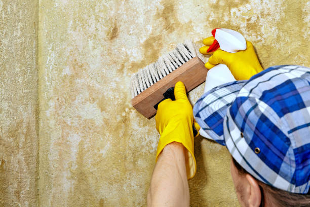 Best Mold Removal for HVAC Installations  in Washington Terrace, UT