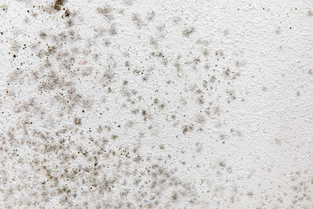 Best Biohazard Mold Removal  in Washington Terrace, UT